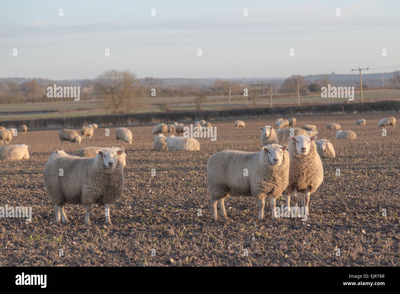 Large amounts of sheep in a field and some of them looking towards the camera Stock Photo