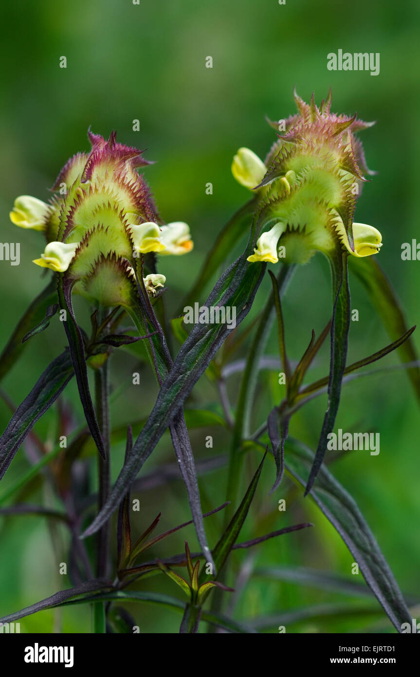 Crested cow-wheat (Melampyrum cristatum) in flower Stock Photo