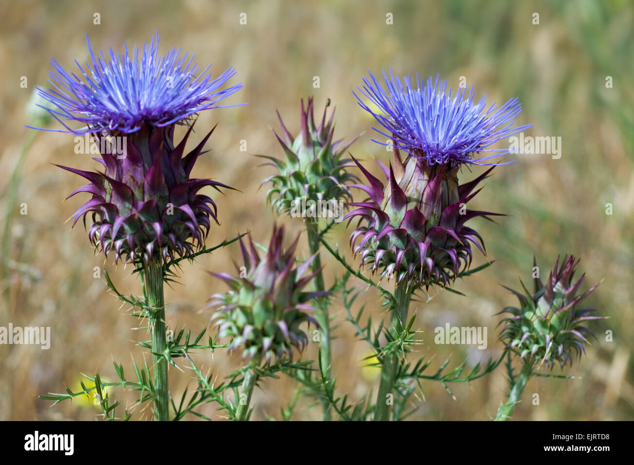 Artichoke thistle / cardoon (Cynara cardunculus) in flower Stock Photo
