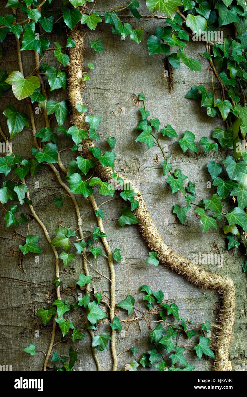 Common ivy (Hedera helix) stem showing rootlets used to cling to tree trunk Stock Photo