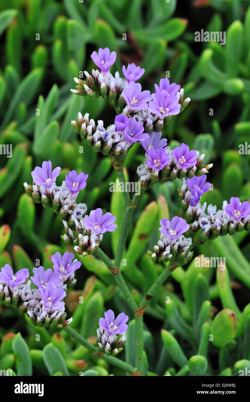 Rock sea lavender / Dwarf sealavender (Limonium binervosum) in flower