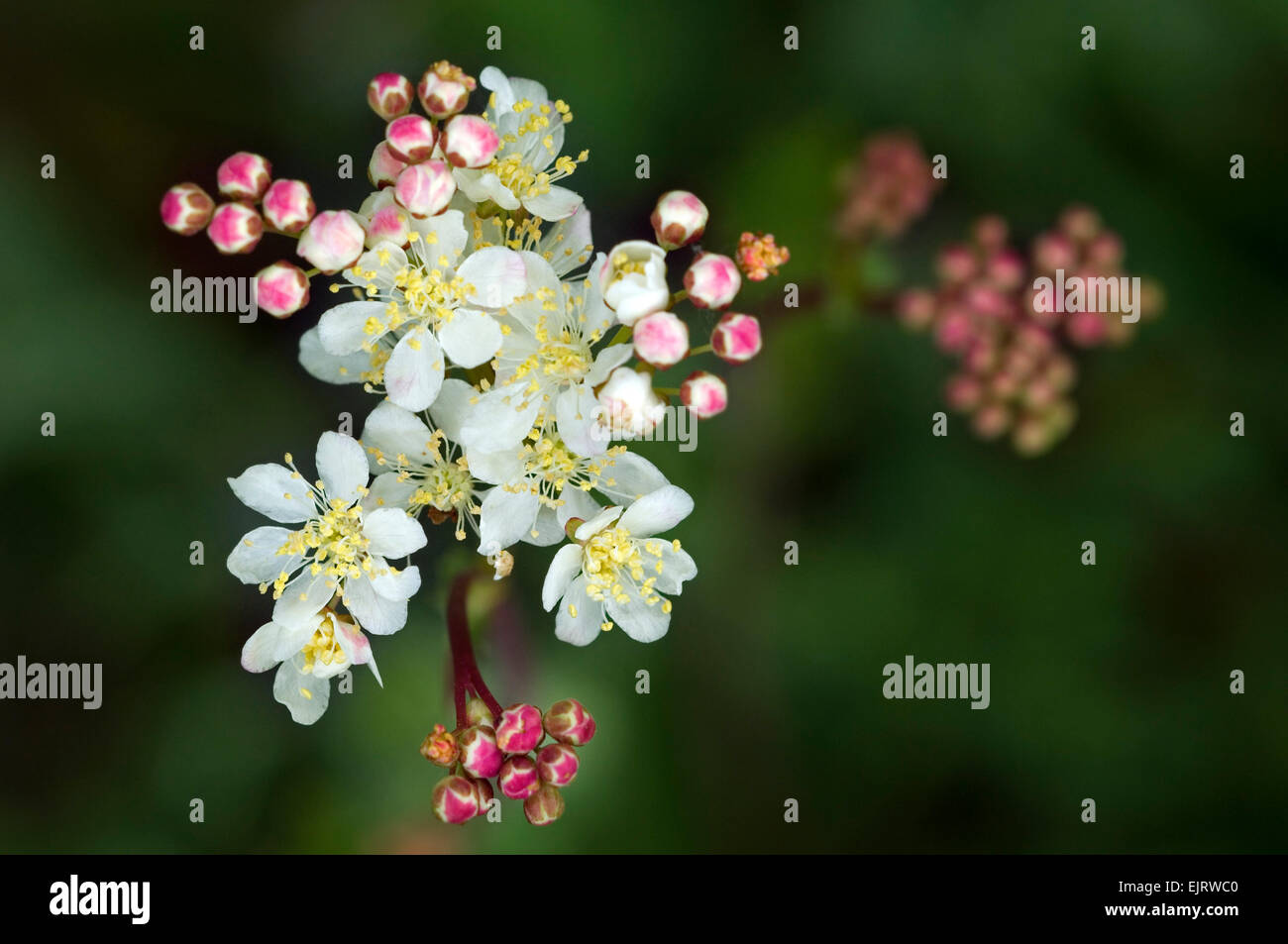 Dropwort / fern-leaf dropwort (Filipendula vulgaris / Filipendula hexapetala) in flower Stock Photo