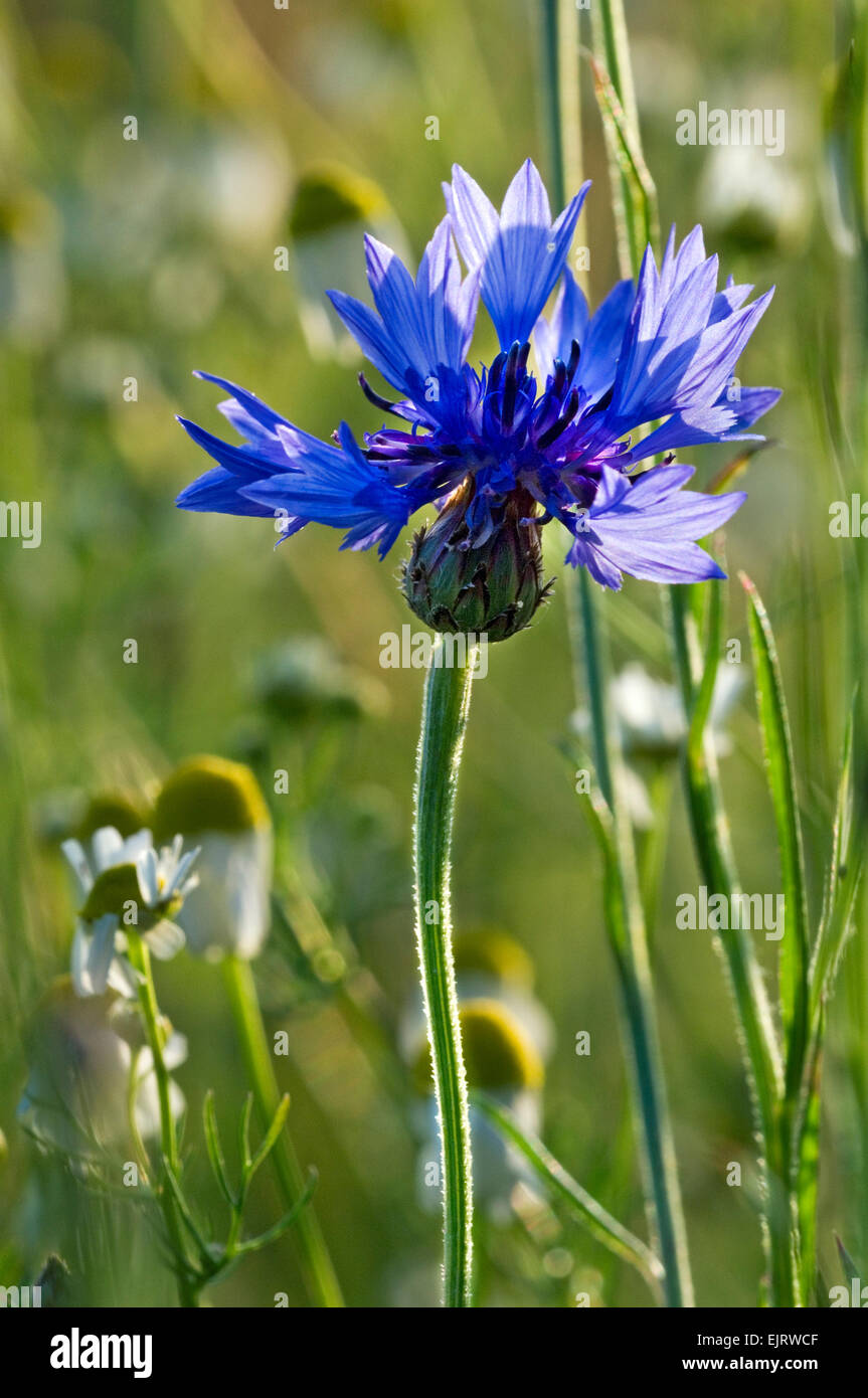 Cornflower / bachelor's button / bluebottle (Centaurea cyanus) in flower Stock Photo