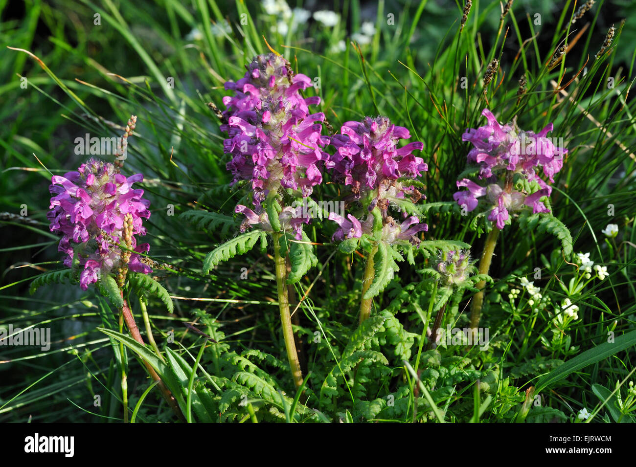 Whorled lousewort / verticillate lousewort (Pedicularis verticillata) in flower in the Swiss Alps, Switzerland Stock Photo