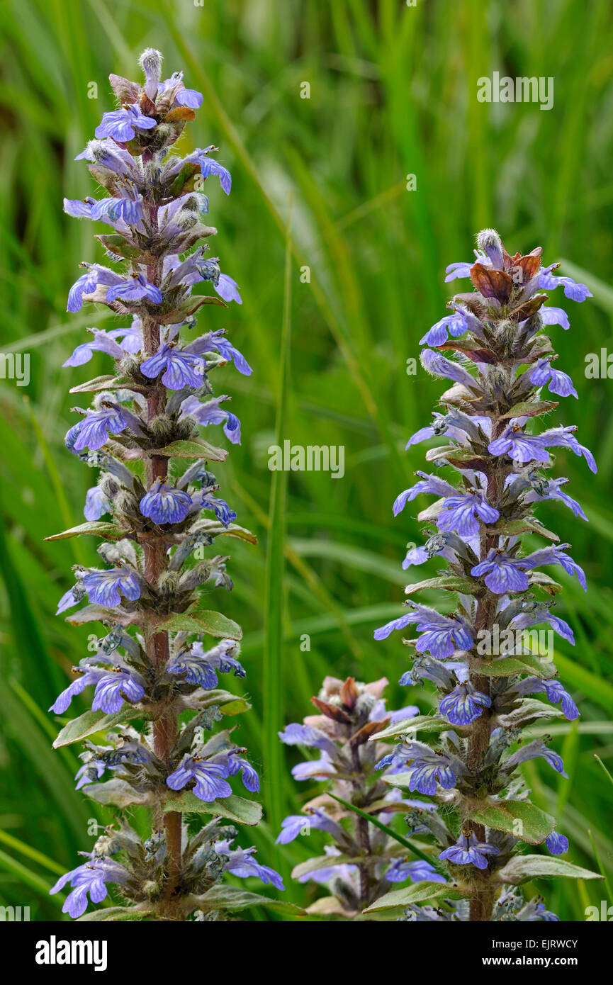 Blue bugle / Bugleherb / Bugleweed / Carpetweed (Ajuga reptans) in flower in meadow Stock Photo