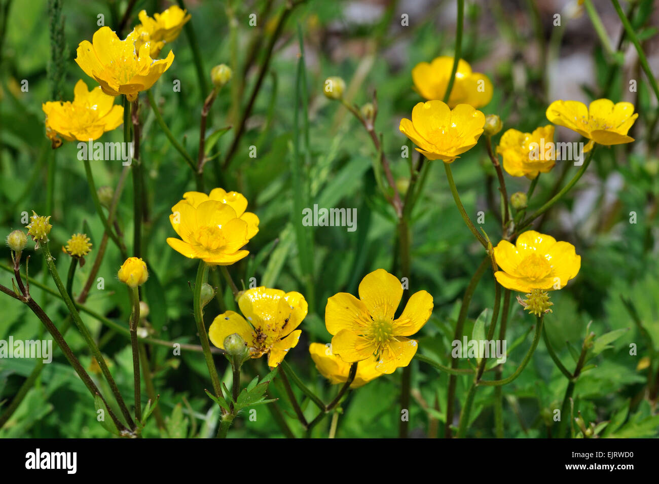 Creeping buttercup / Creeping crowfoot (Ranunculus repens) in flower Stock Photo