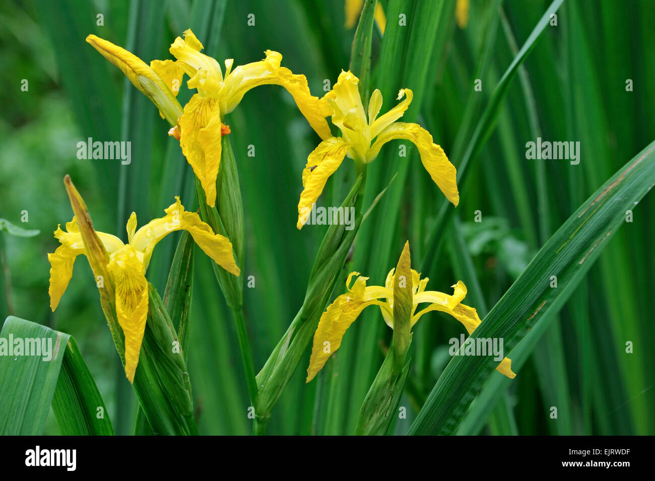 Yellow iris / yellow flag (Iris pseudacorus) in flower Stock Photo
