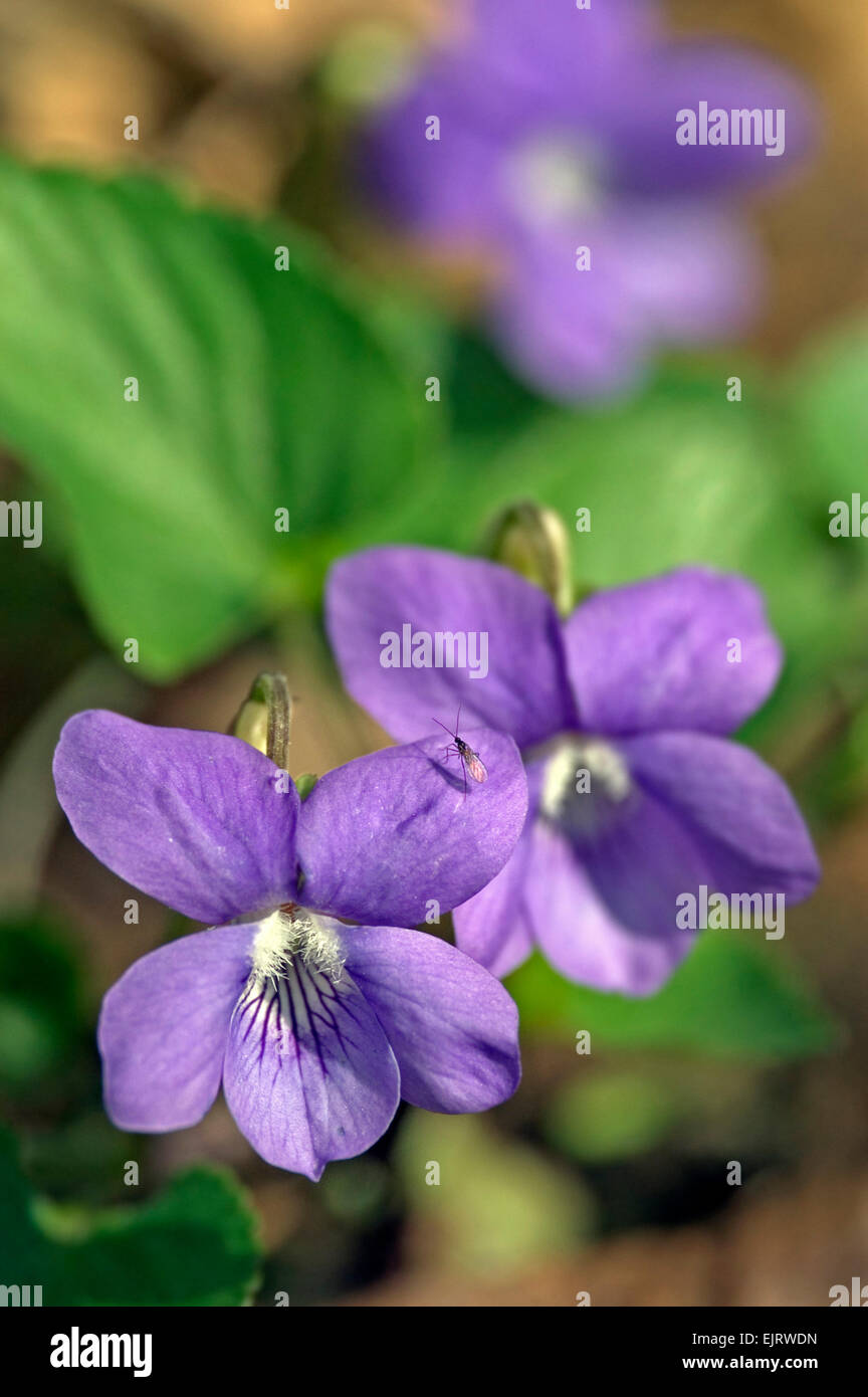 Wood violet / sweet violet (Viola odorata) in flower Stock Photo