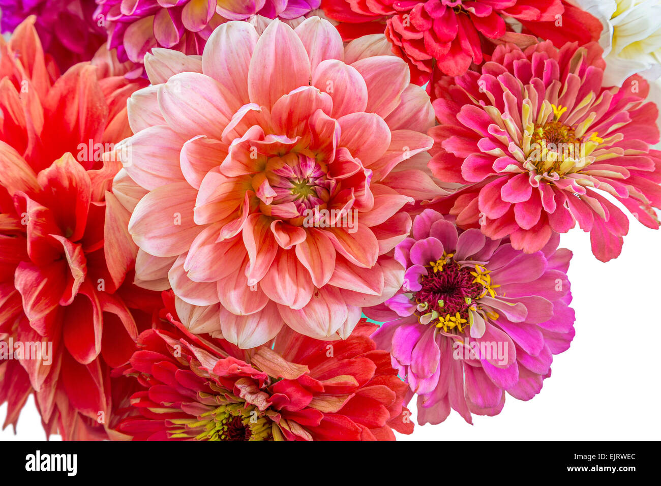 Zinnias dahlias in summer garden hires stock photography and images