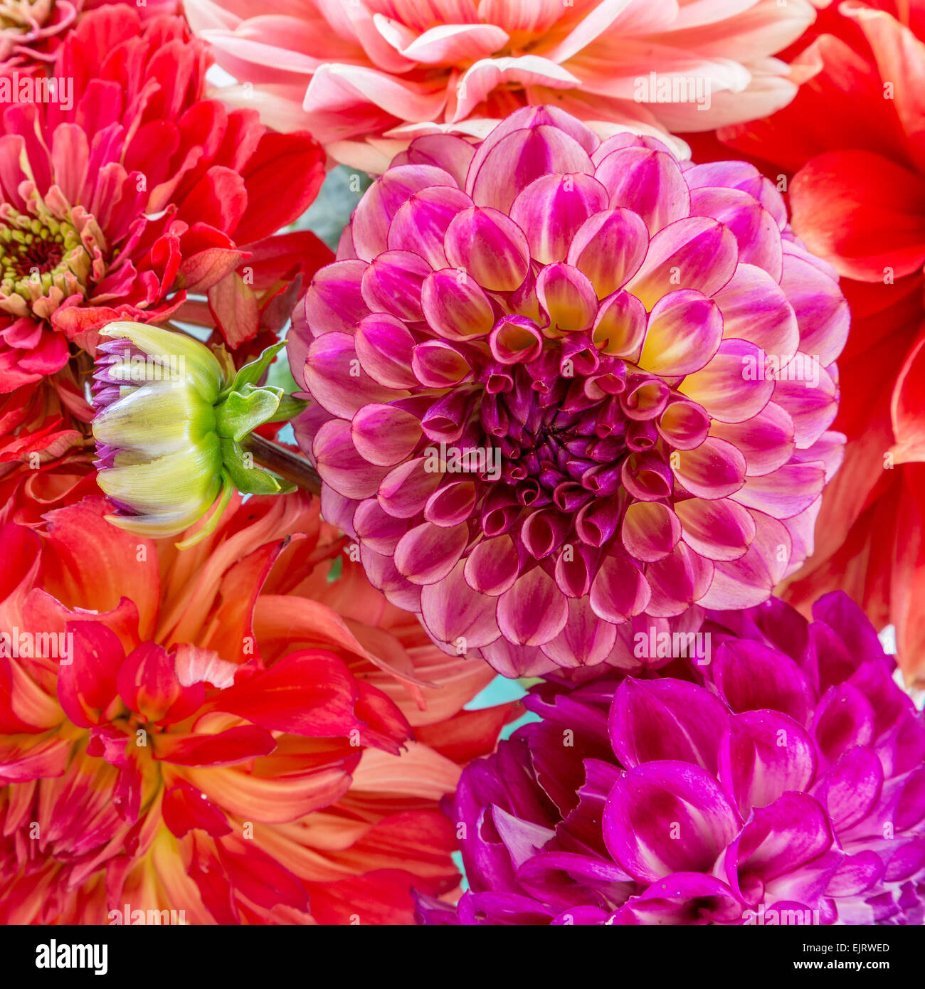 Zinnias dahlias in summer garden hires stock photography and images