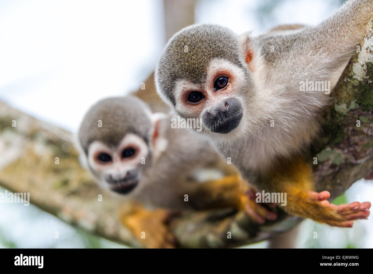 View of two squirrel monkeys looking at the camera with on in focus and one out of focus in the Amazon rainforest in Colombia Stock Photo