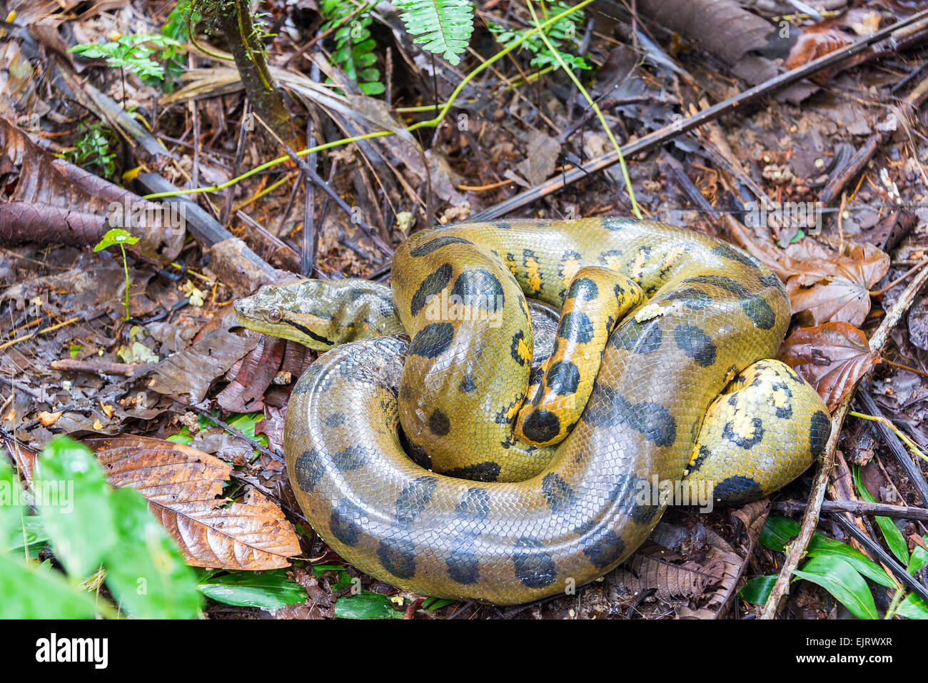 A coiled up green anaconda seen deep in the Amazon rainforest in Peru Stock Photo