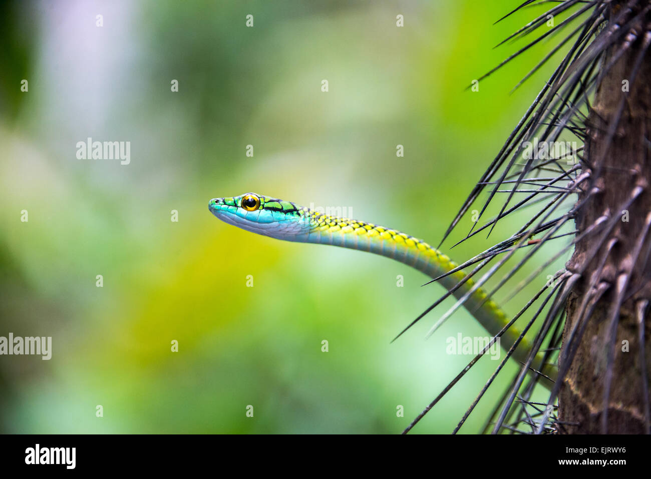 Closeup view of a parrot snake in the Amazon rainforest in Peru Stock Photo