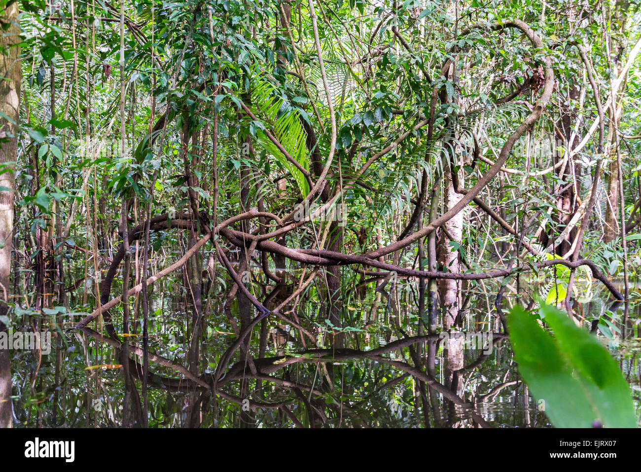 Jungles vines reflected in water in the Amazon rainforest near Iquitos, Peru Stock Photo
