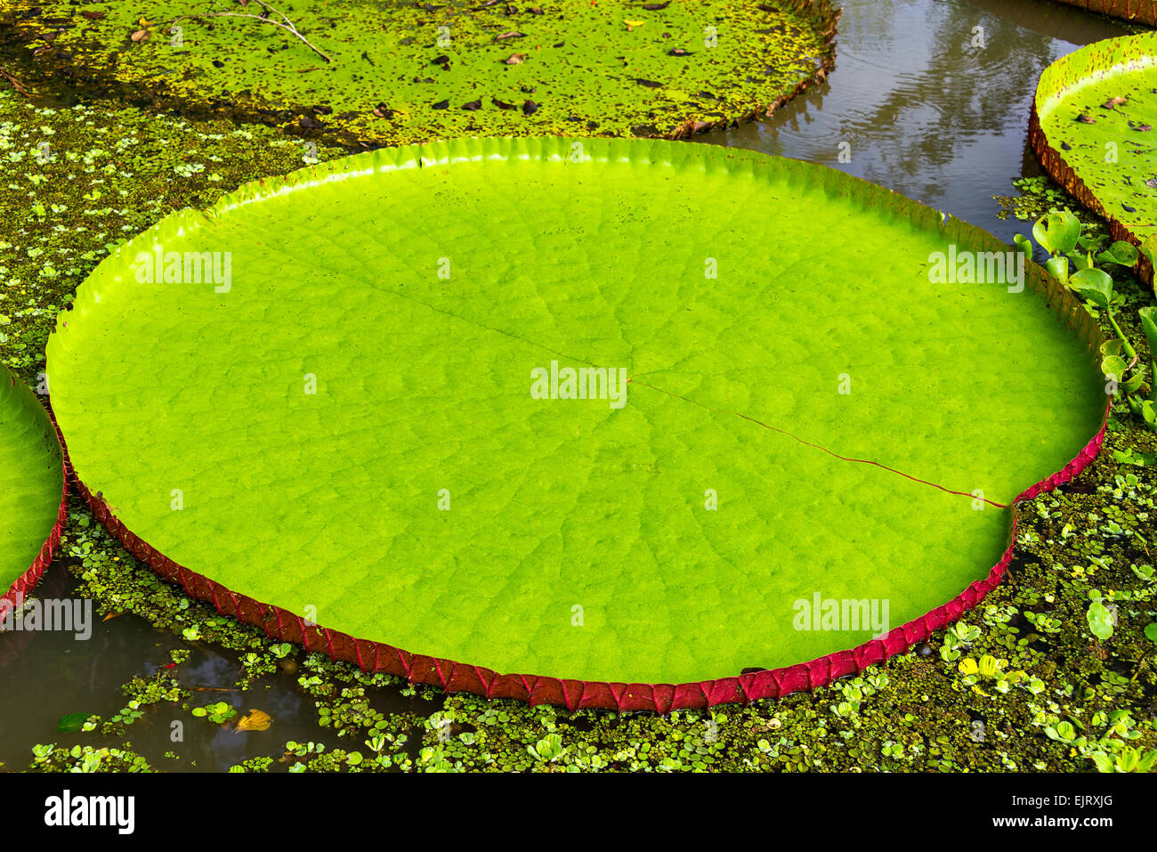 Leaf of a Victoria Amazonica or Victoria Regia, the largest aquatic plant in the world in the Amazon Rainforest in Peru Stock Photo