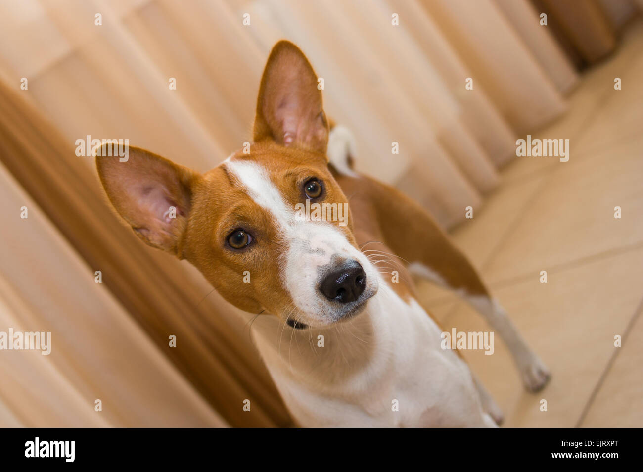 Indoor portrait of Basenji dog (10 month old Stock Photo - Alamy