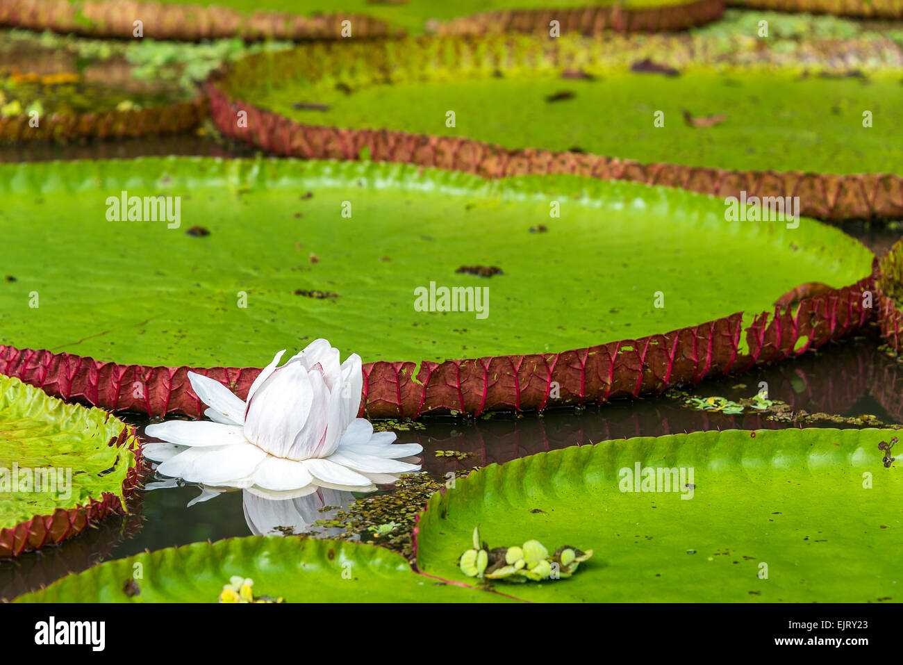 Flower of the Victoria Amazonica, or Victoria Regia, the largest aquatic plant in the world in the Amazon Rainforest in Peru Stock Photo