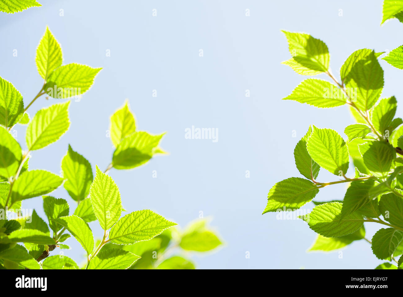Abstract sunny summer background with green leaves Stock Photo - Alamy