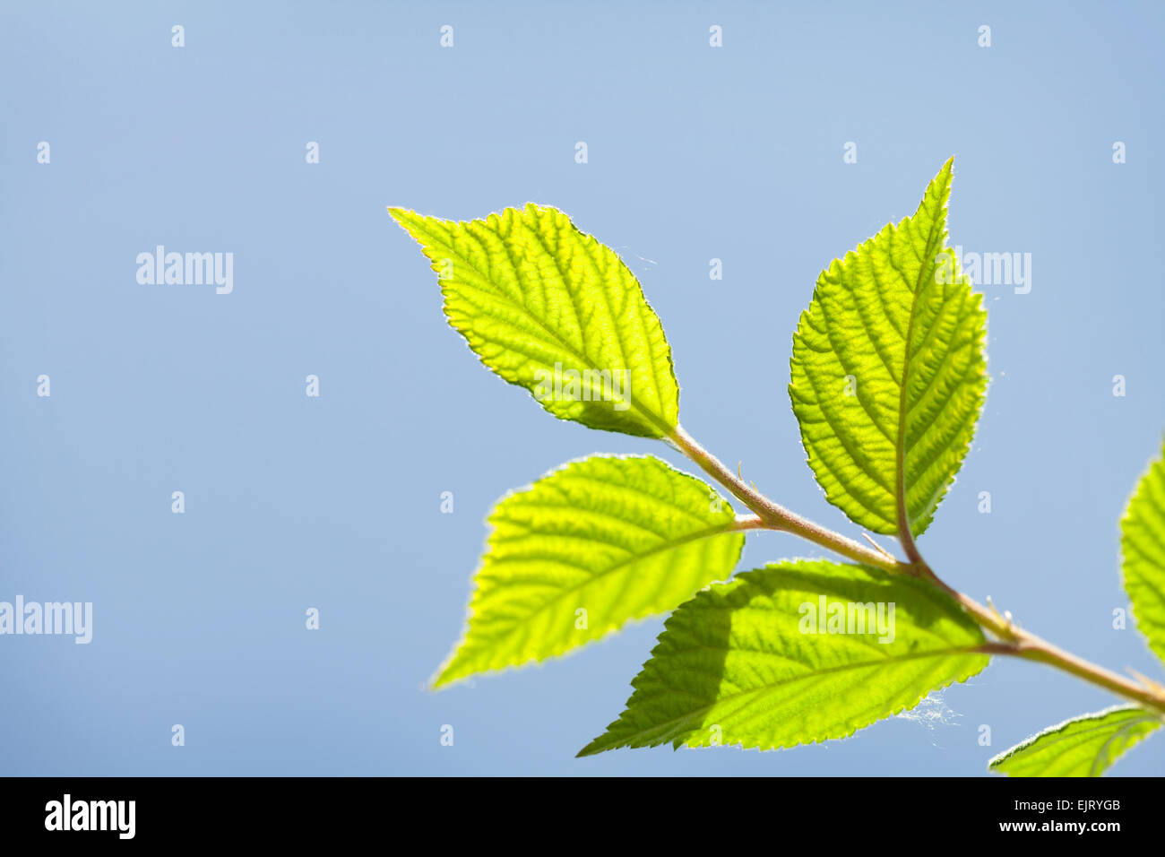 Abstract sunny summer background with green leaves Stock Photo - Alamy