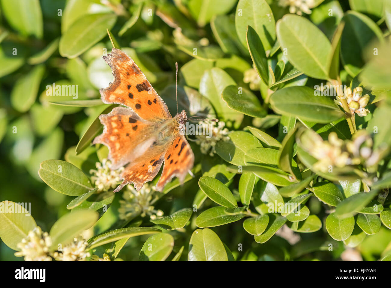 Orange Butterfly Monarch With Brown Spots Close Up Macro Stock Photo