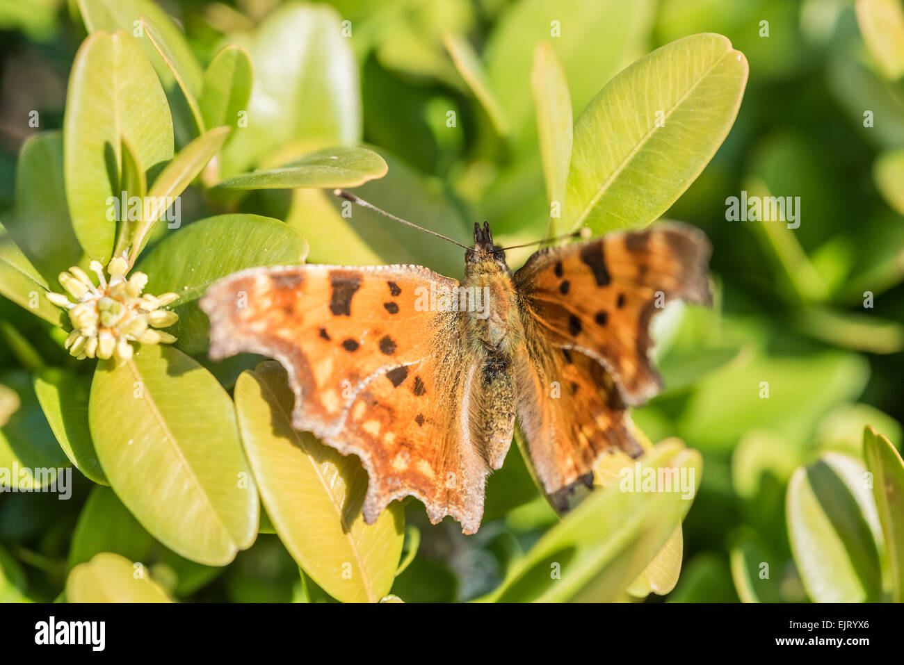 Orange Butterfly Monarch With Brown Spots Close Up Macro Stock Photo