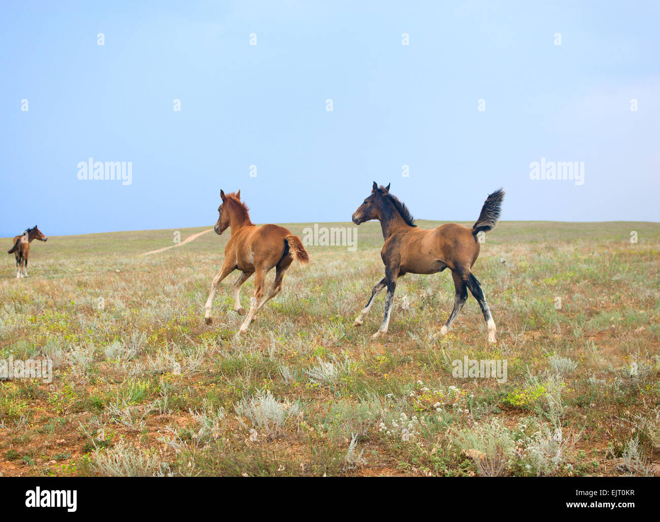Three horses, foals running free in the field Stock Photo