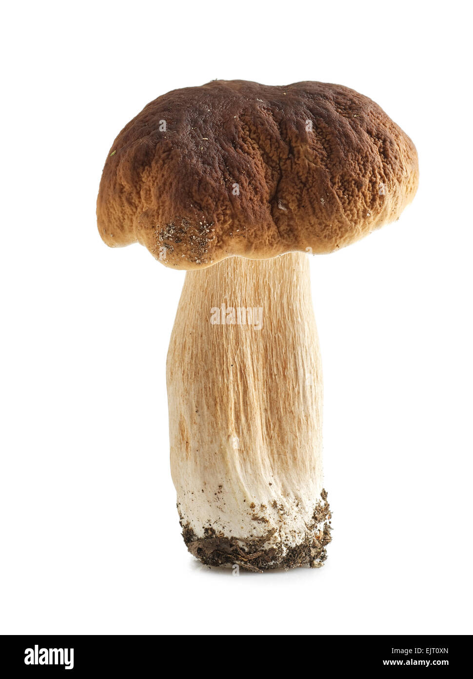 Polish mushrooms hires stock photography and images Alamy