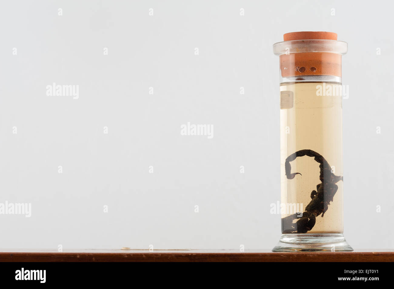 coiled tail and sting of preserved large black emperor scorpion Pandinus imperator Stock Photo