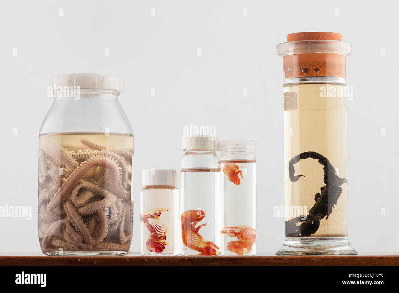 row of science curiosities on a lab wooden teak bench ragworm black emperor scorpion and stained skeletal system of rodent Stock Photo