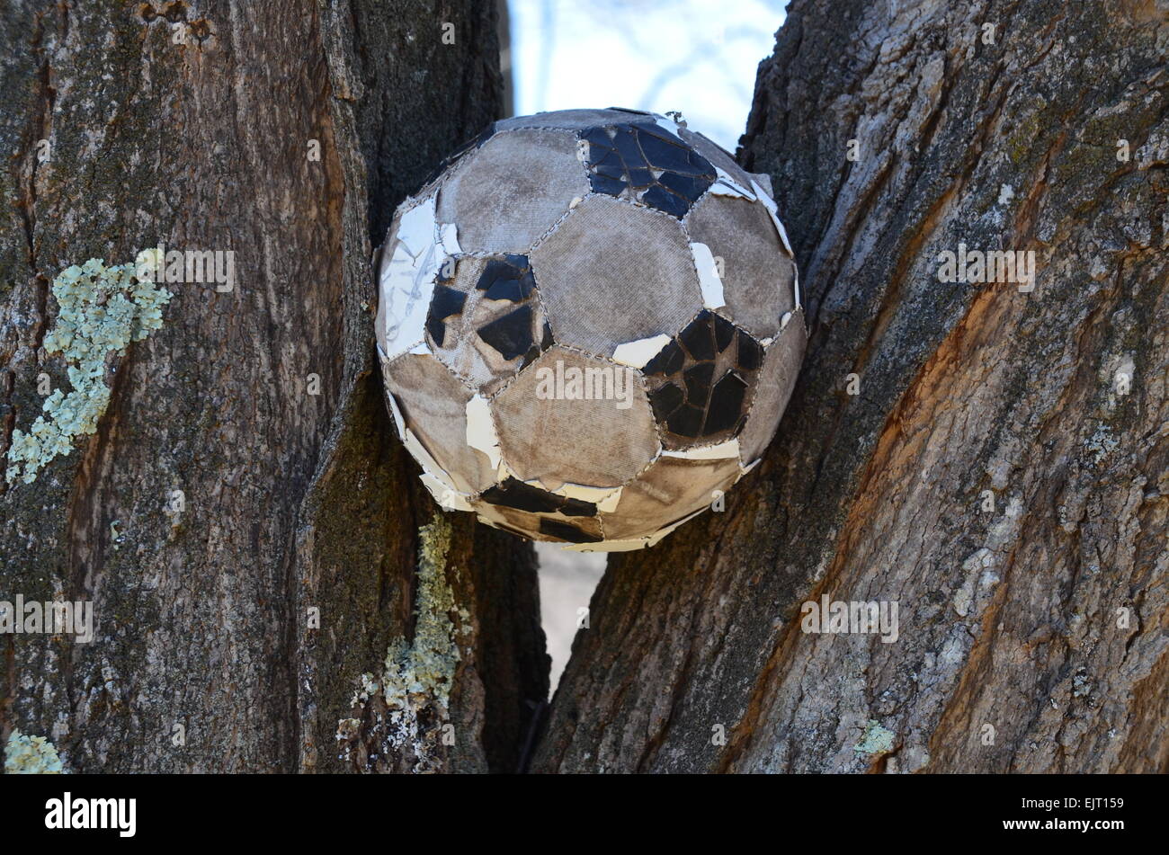 Ball stuck in a tree Stock Photo Alamy