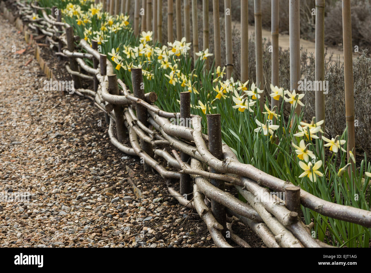 use of pollarded hazelnut branches to create meandering small fence around garden allotment like wickerwork with willow Stock Photo