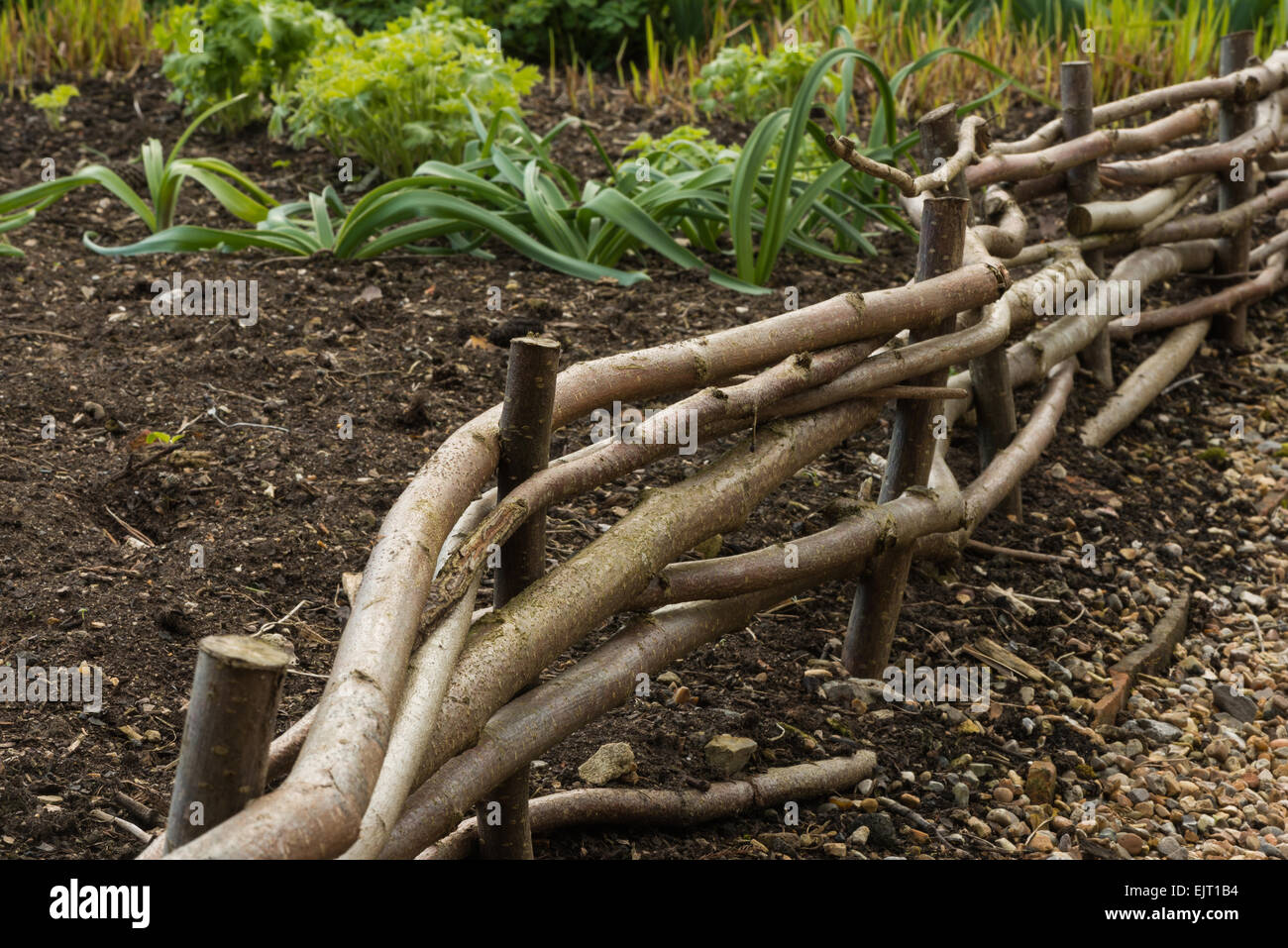 use of pollarded hazelnut branches to create meandering small fence around garden allotment like wickerwork with willow Stock Photo