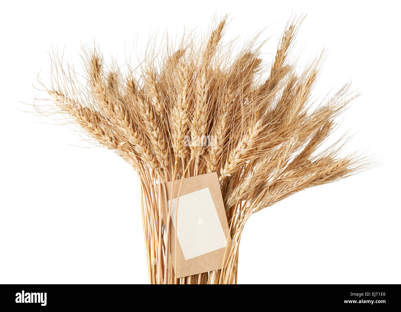 sheaf of wheat with a price tag on a white background Stock Photo