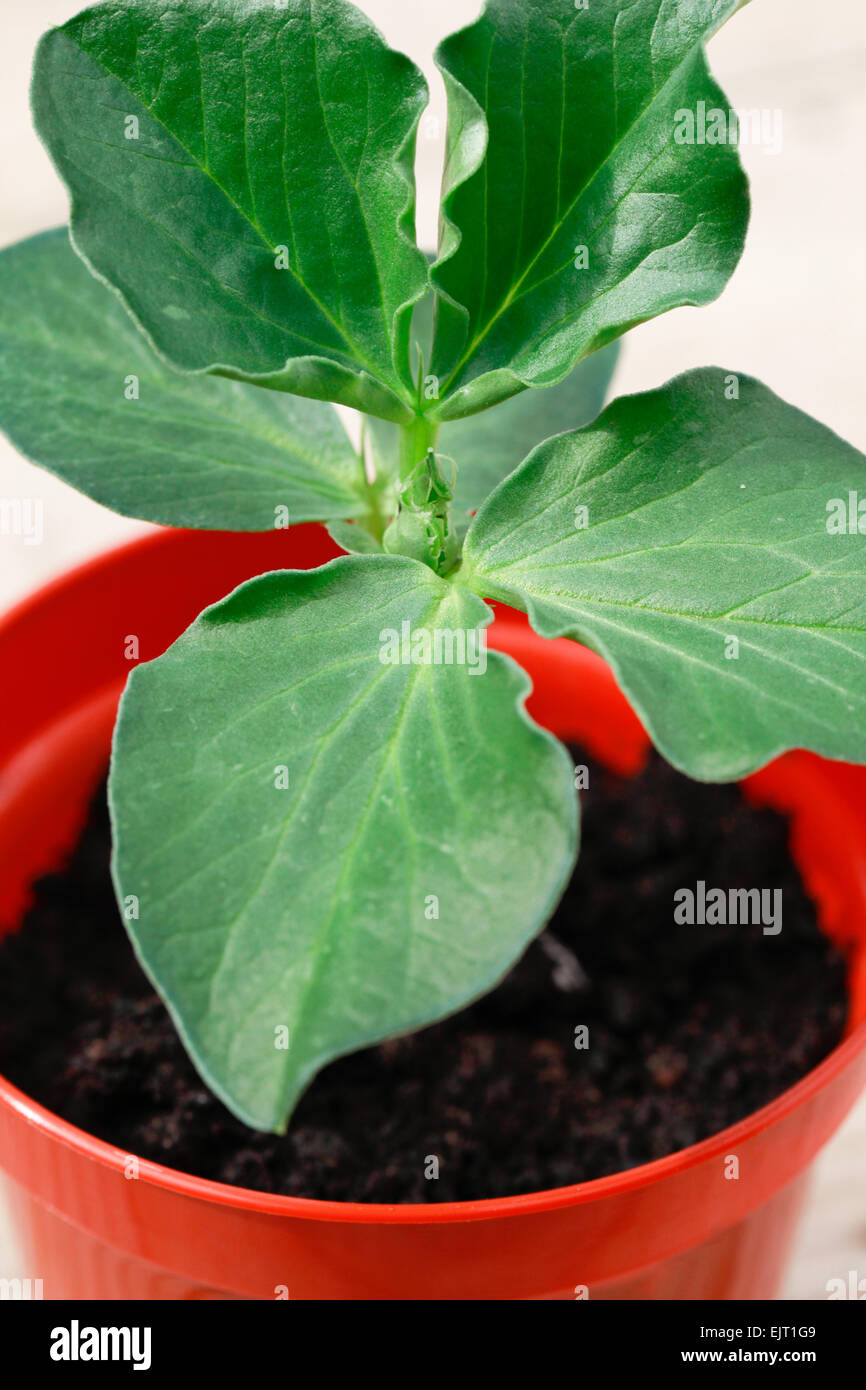 Close up shot of dwarf broad bean seedling growing on indoor, re-potted in a small plastic plant pot. Stock Photo