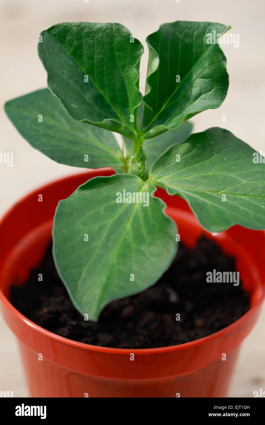 Close up shot of dwarf broad bean seedling growing on indoor, re-potted in a small plastic plant pot. Stock Photo