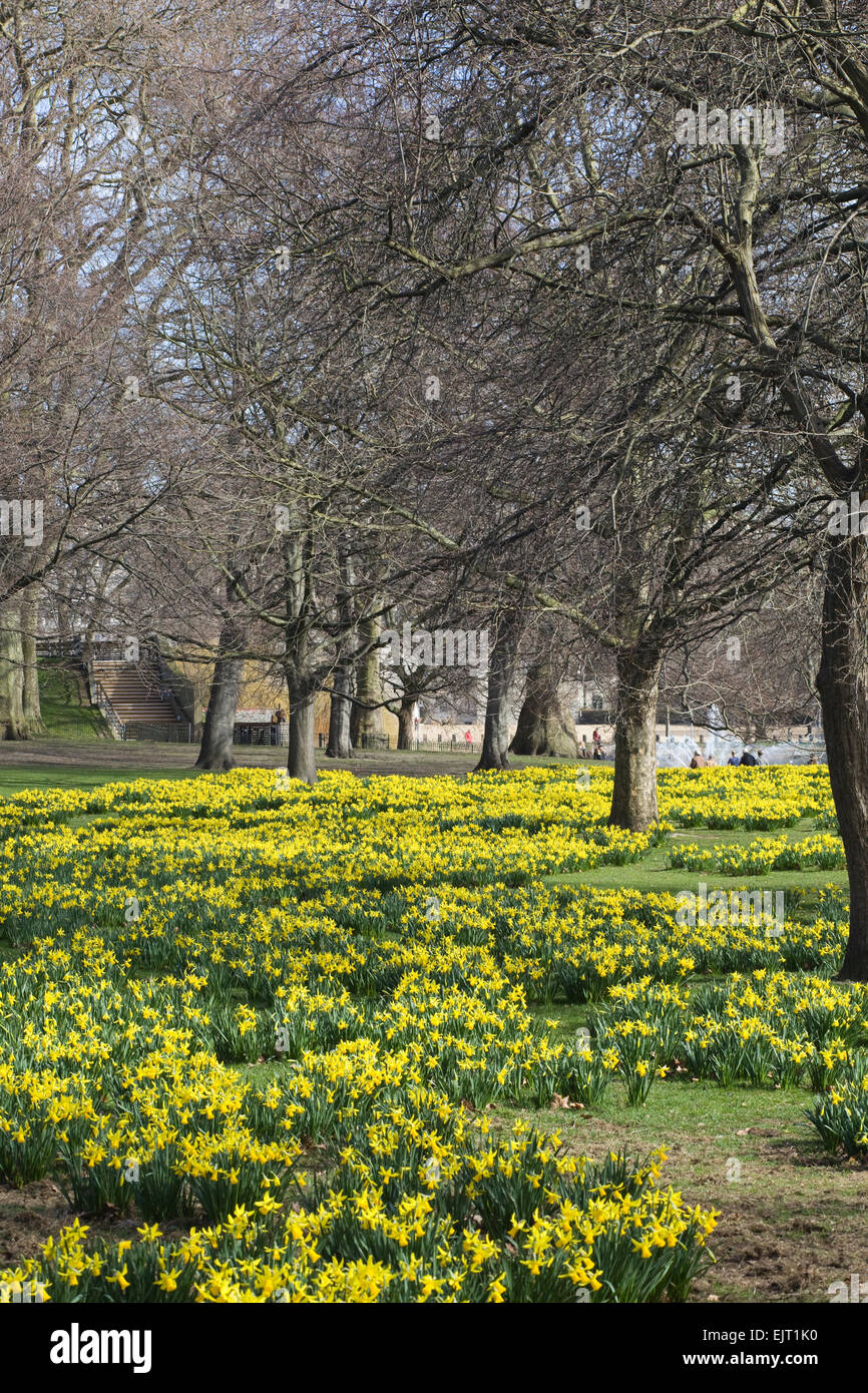 Daffodils in St James Park London Stock Photo Alamy