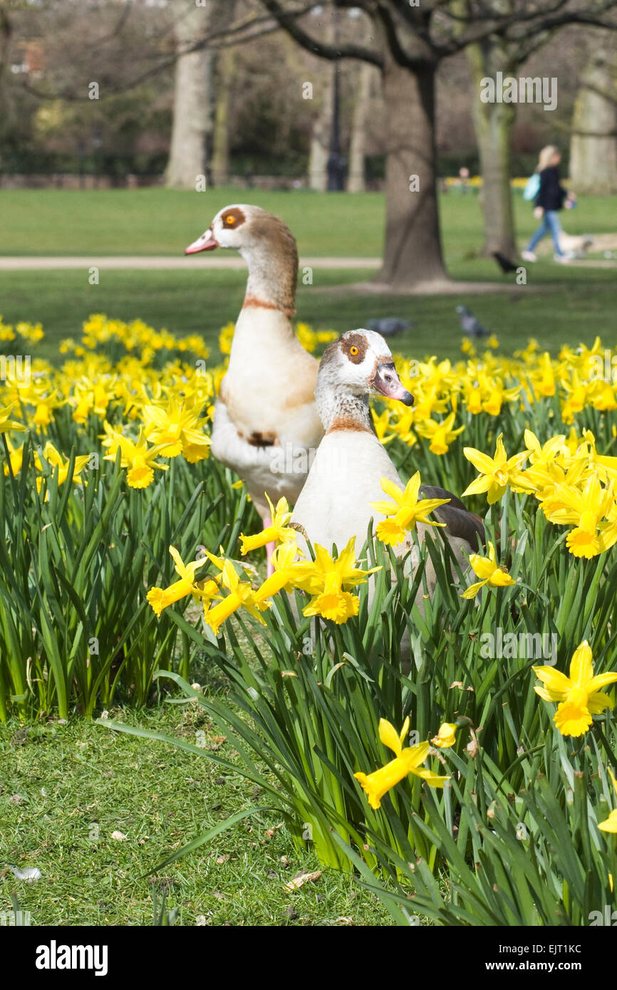 Egyptian Geese In The Daffodils St James Park London Stock Photo Alamy
