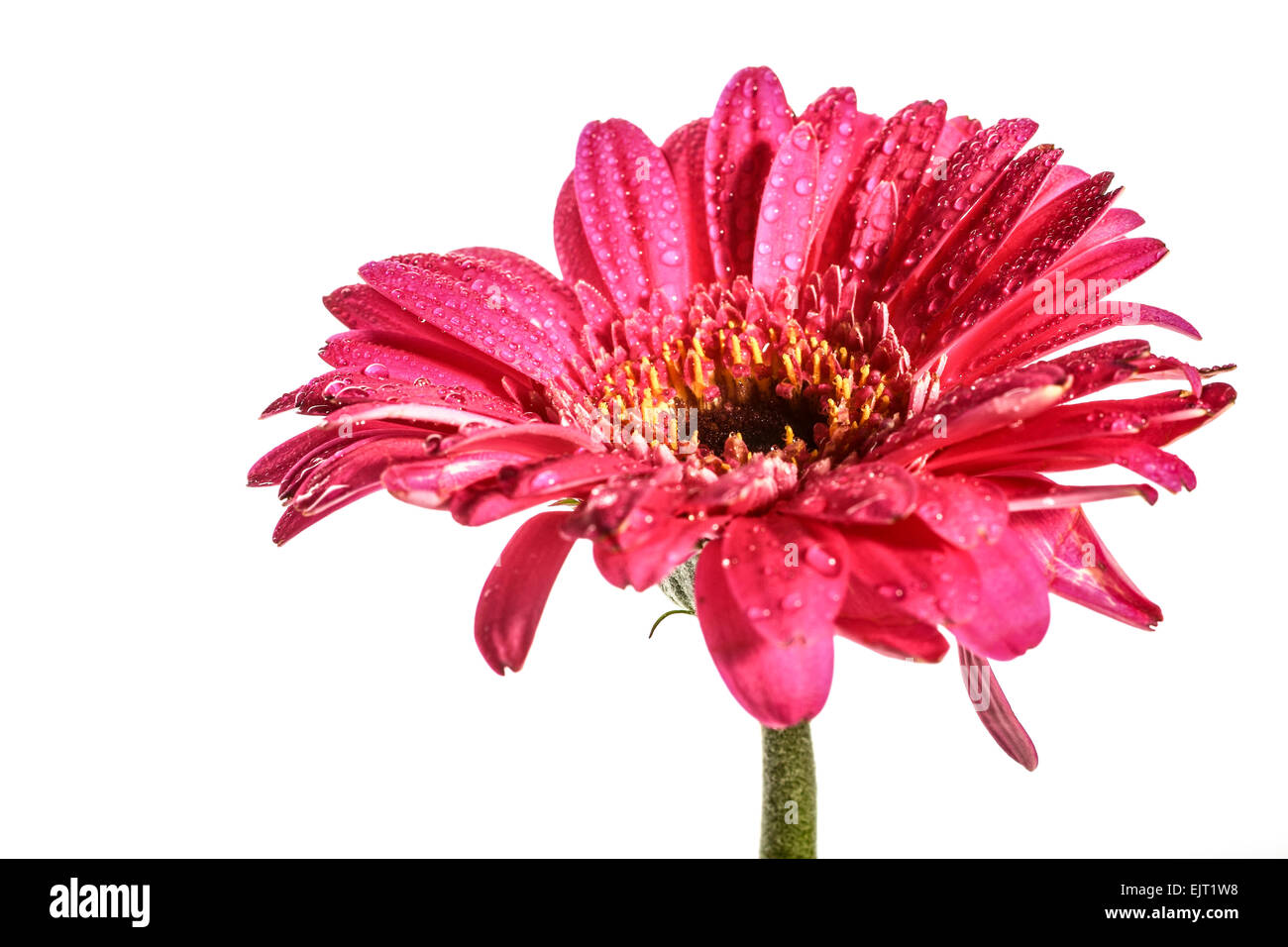 Pink Gerbera flower on a white background with room for copy Stock