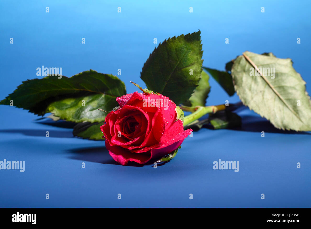 Single red rose on a blue background Stock Photo - Alamy