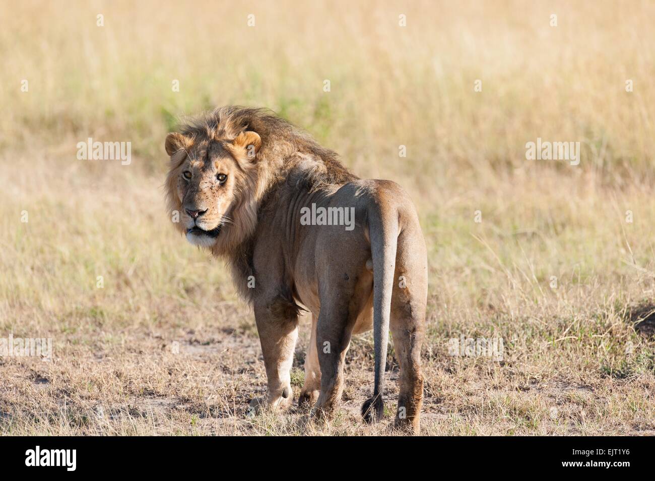 Lion savanna hi-res stock photography and images - Alamy