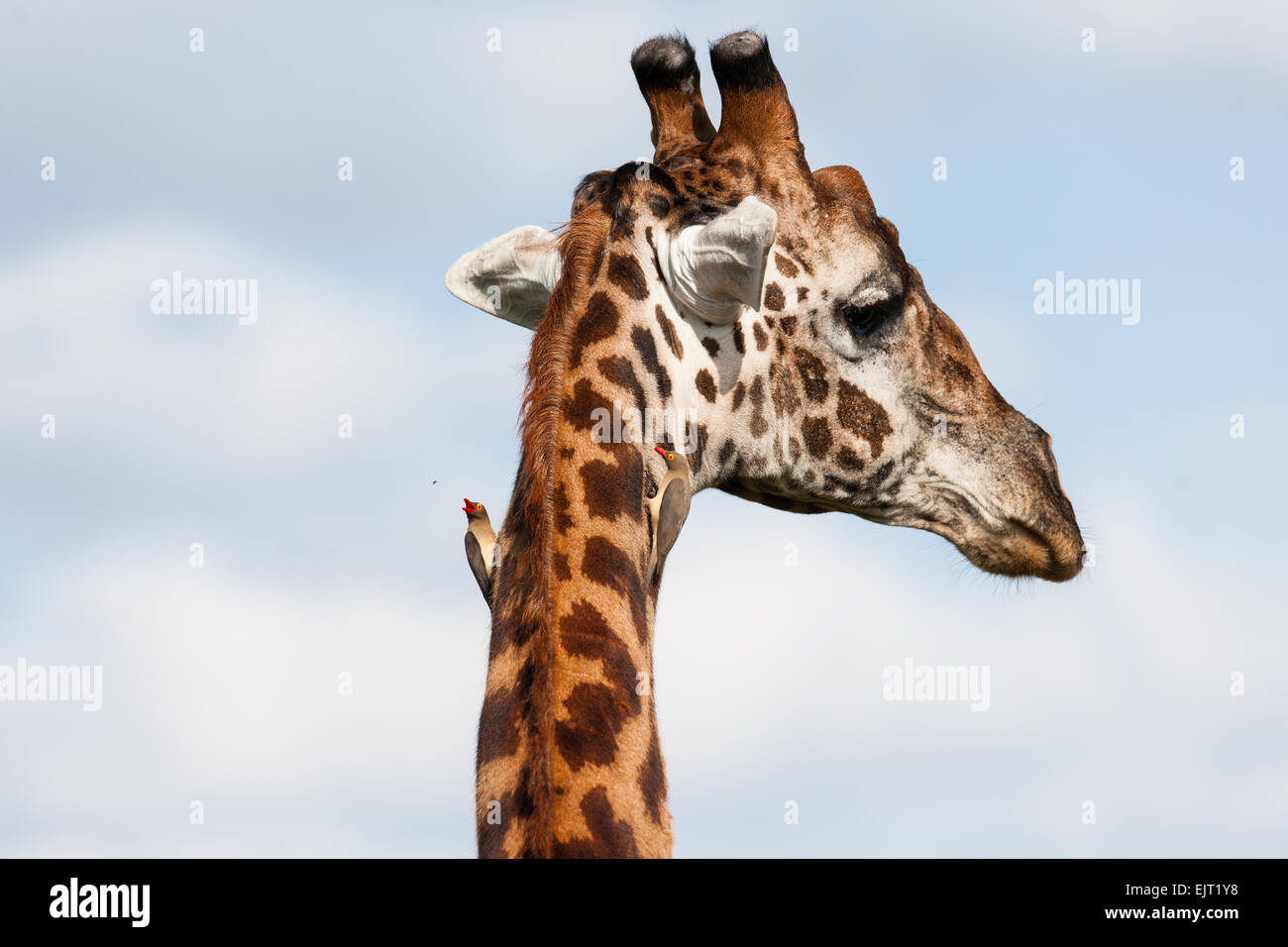 giraffe head with birds in the Masai Mara Stock Photo