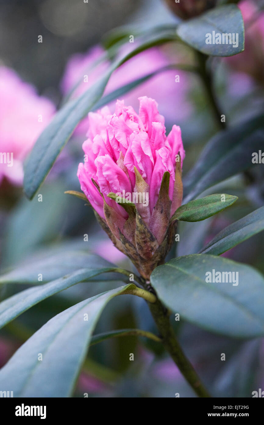 Rhododendron 'Christmas Cheer' flower. Stock Photo