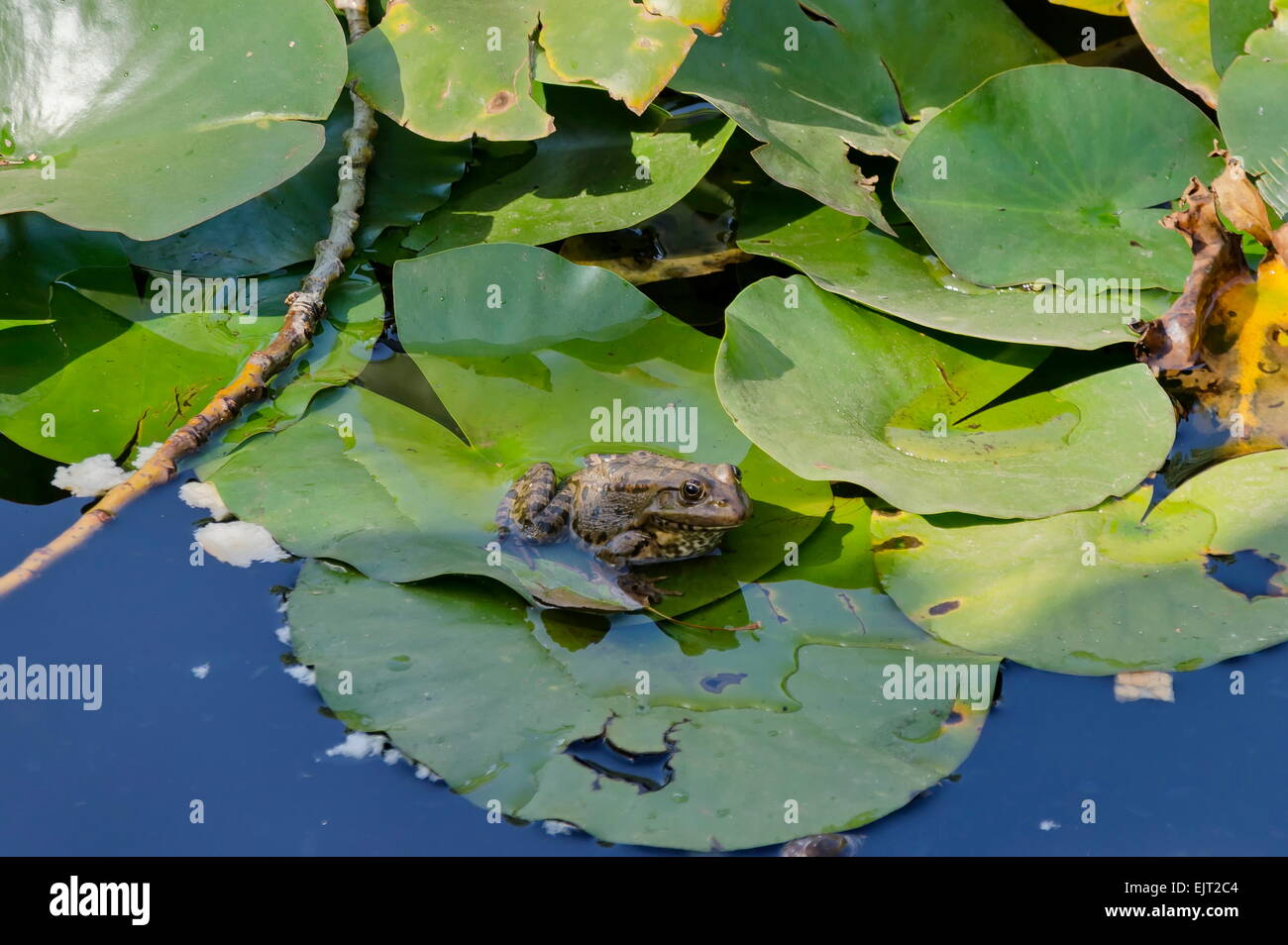 Tree frog in lake with water-lily in Sofia Stock Photo