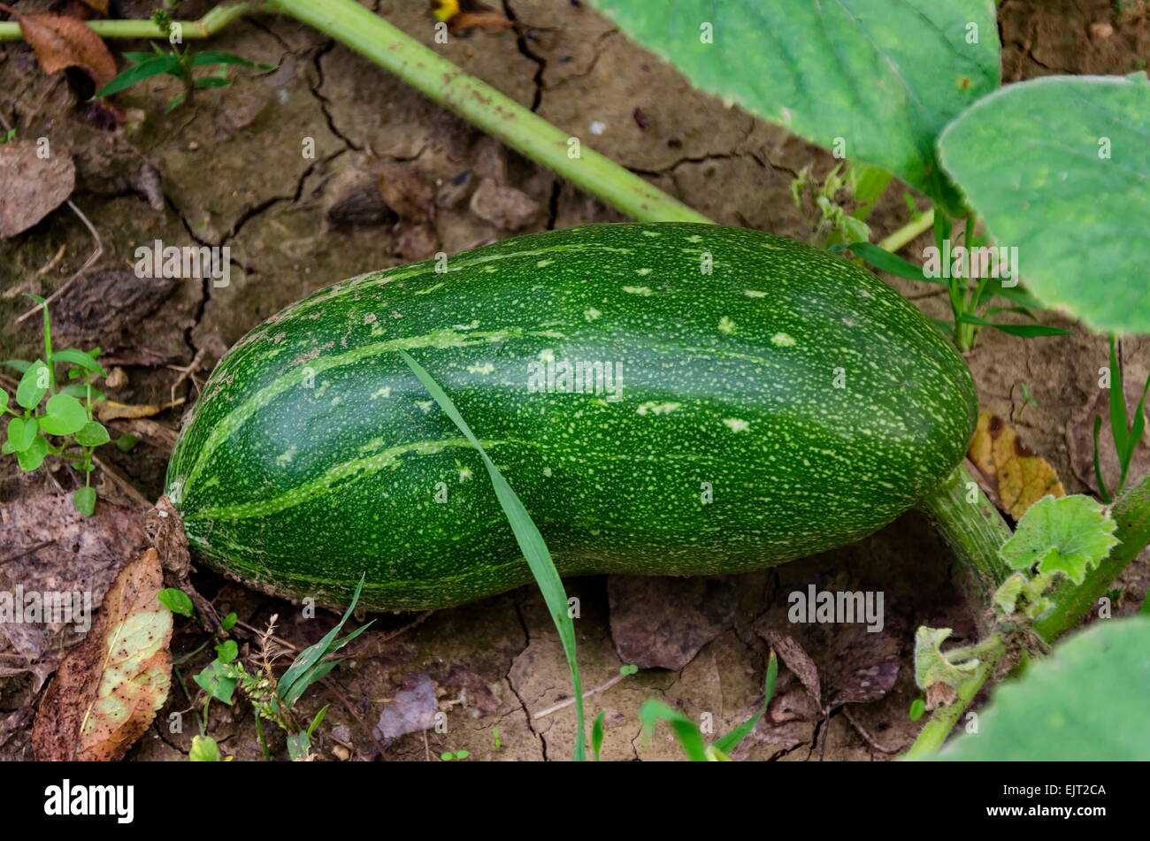 Small young green pumpkin in garden Stock Photo - Alamy