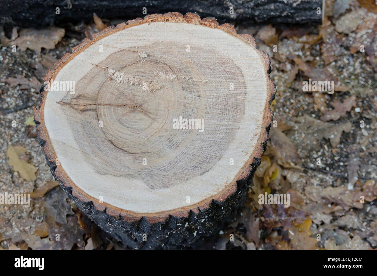 Recently saw tree trunk in park Stock Photo Alamy