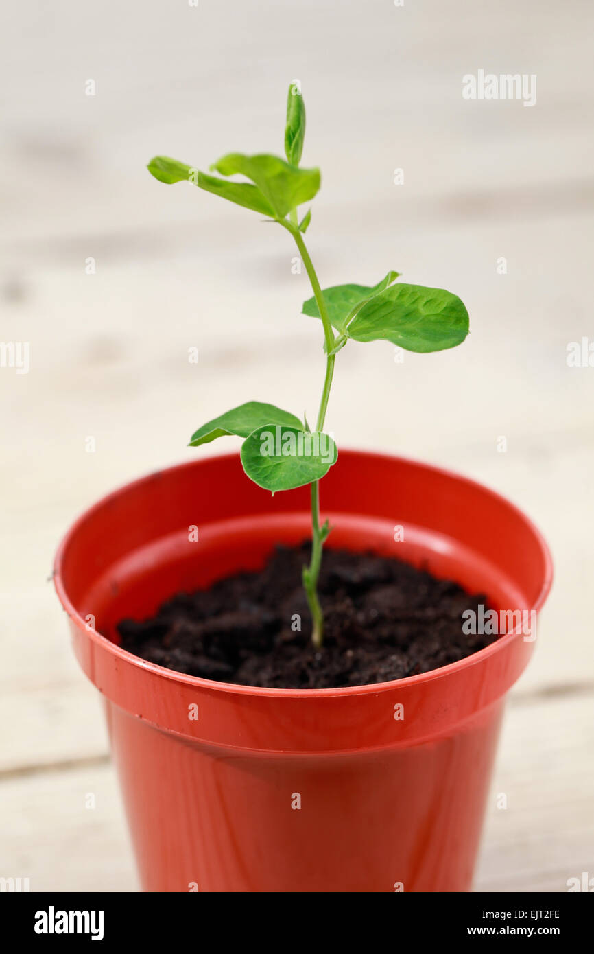 Sweet pea seedling growing on indoors, re-potted in a small plastic plant pot Stock Photo