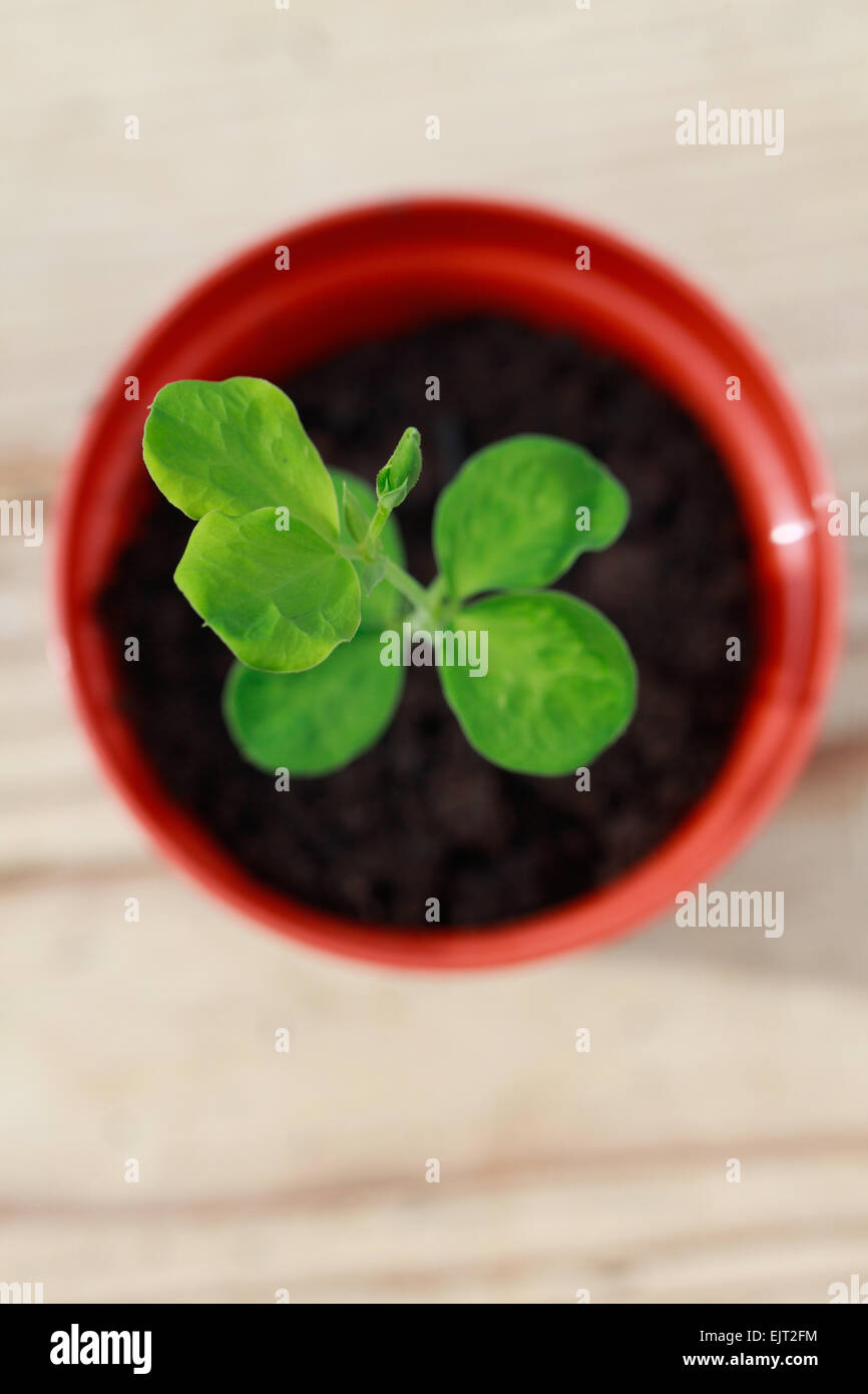 Overhead shot of a sweet pea seedling growing in indoors, re-potted in a plastic plant pot Stock Photo