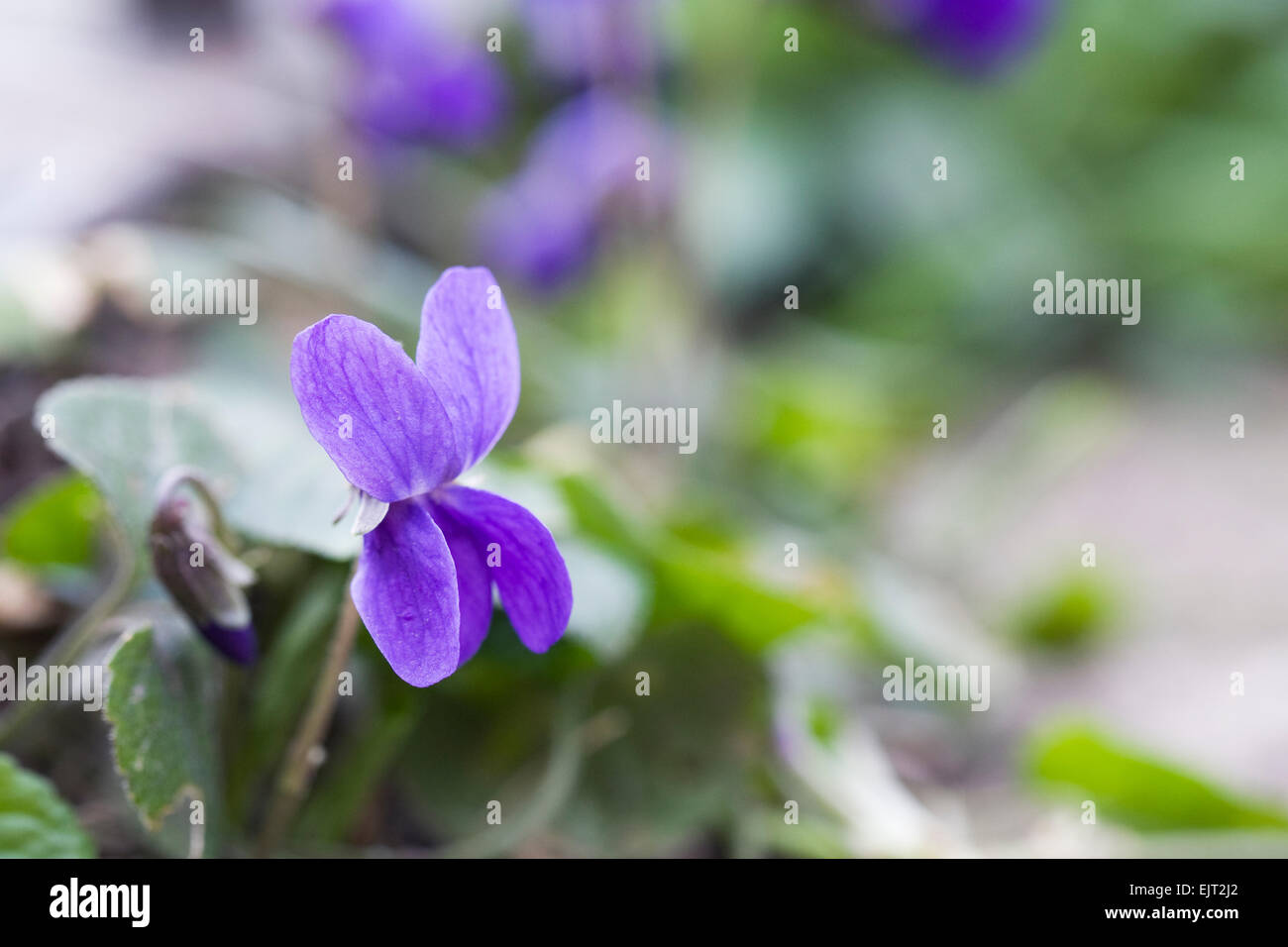 Viola odorata in the garden. Stock Photo