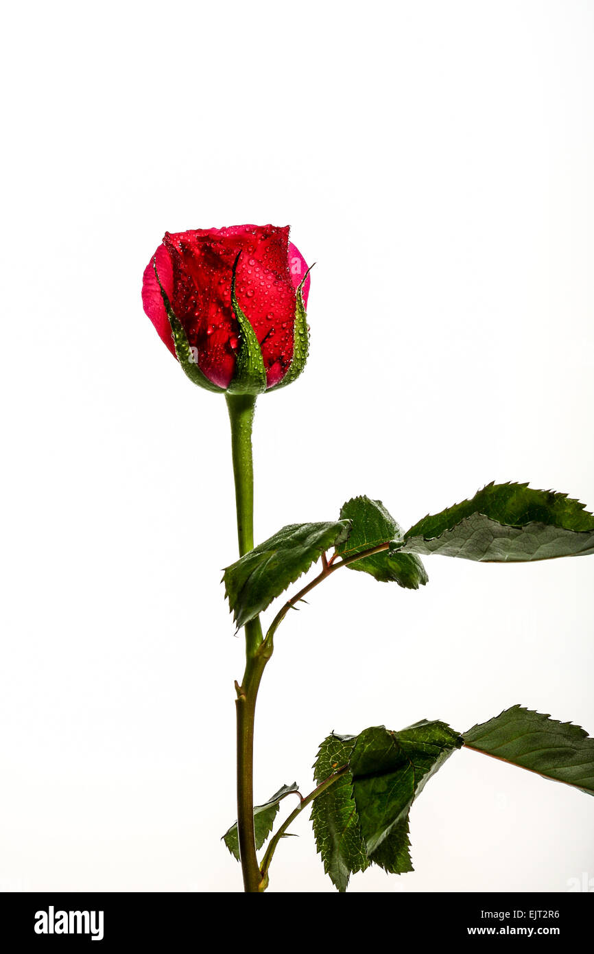 Single red rose on a white background with room for copy Stock Photo ...