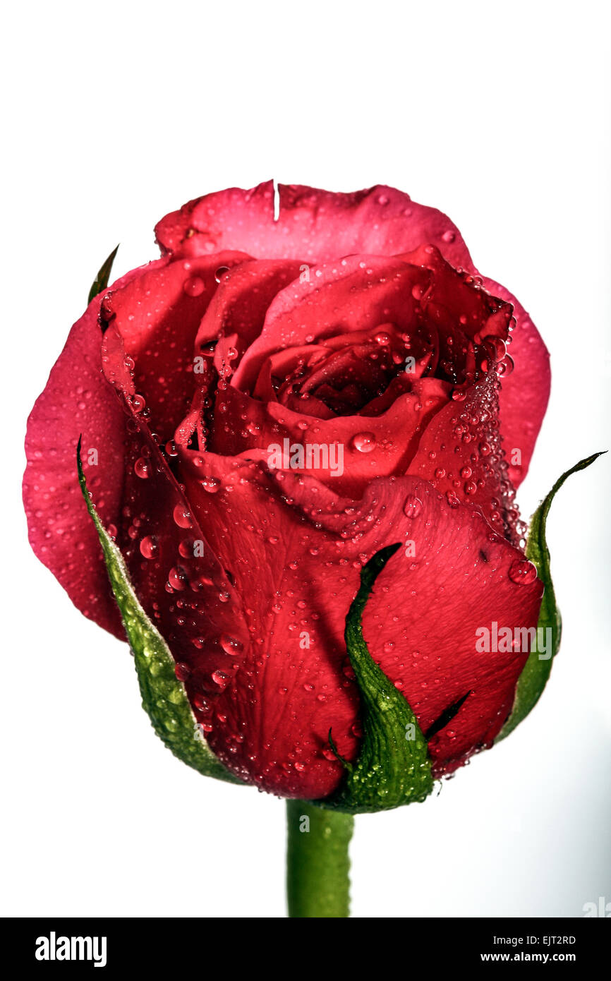 Single red rose on a white background with room for copy Stock Photo ...